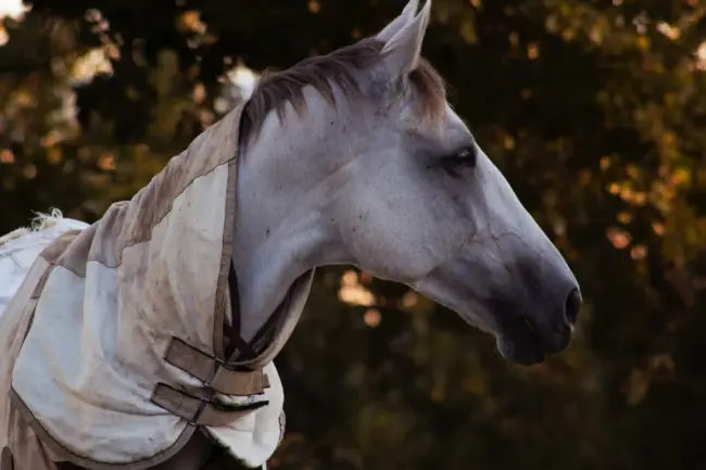 white horse head in close up photography