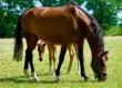 A brown horse eating grass in a field
