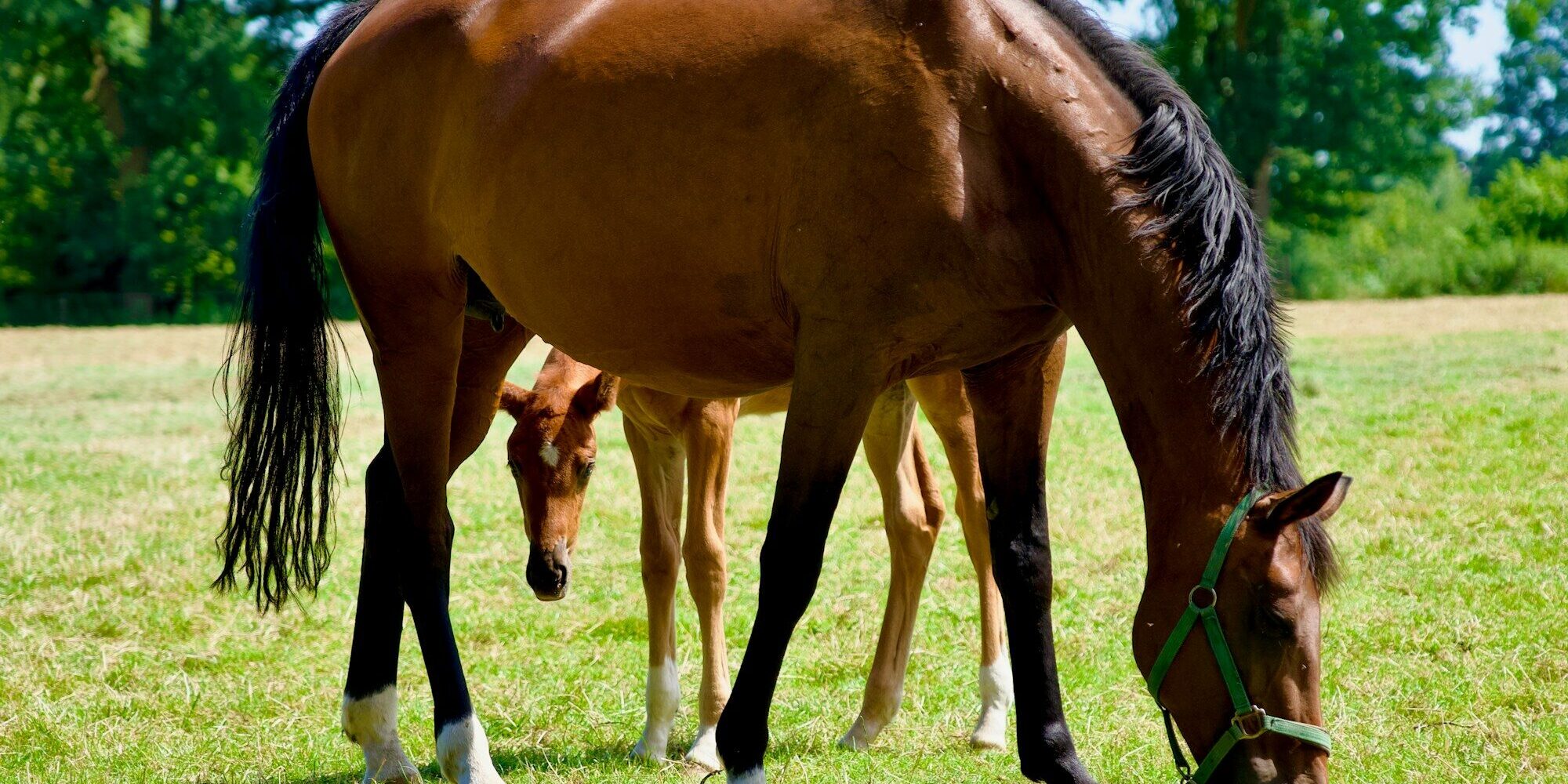 Photo by Ragib Huda A brown horse eating grass in a field