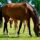 A brown horse eating grass in a field
