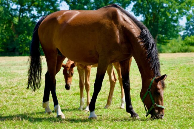 Photo by Ragib Huda A brown horse eating grass in a field