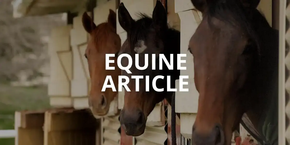 Equine Article Feature Image