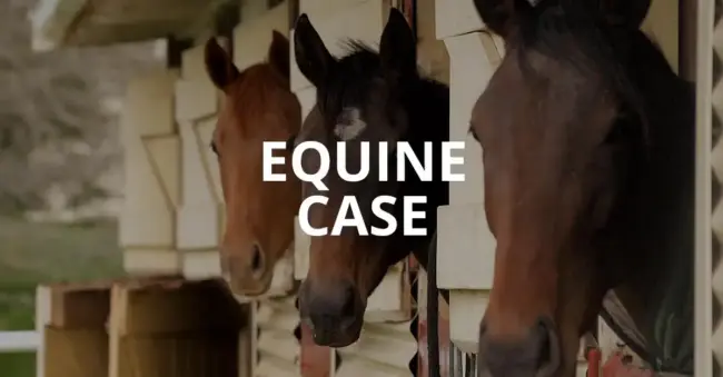 Equine Case Feature Image