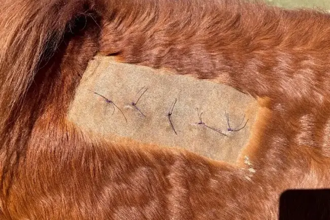 Equine Sarcoid – Implant Site