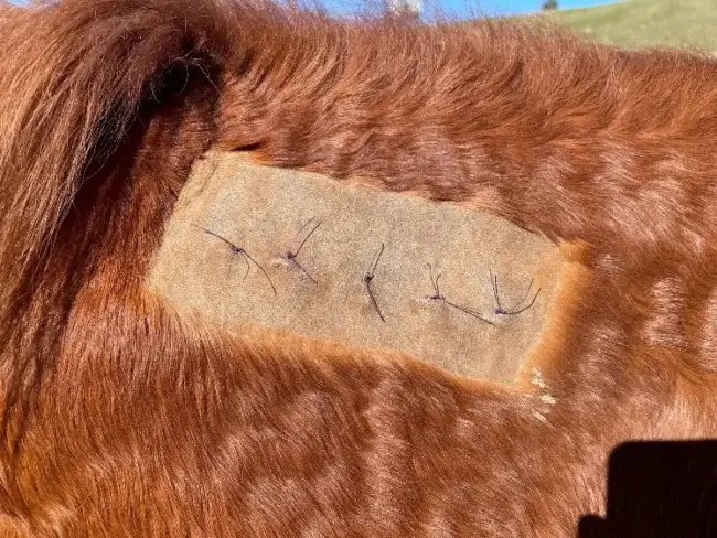 Equine Sarcoid – Implant Site