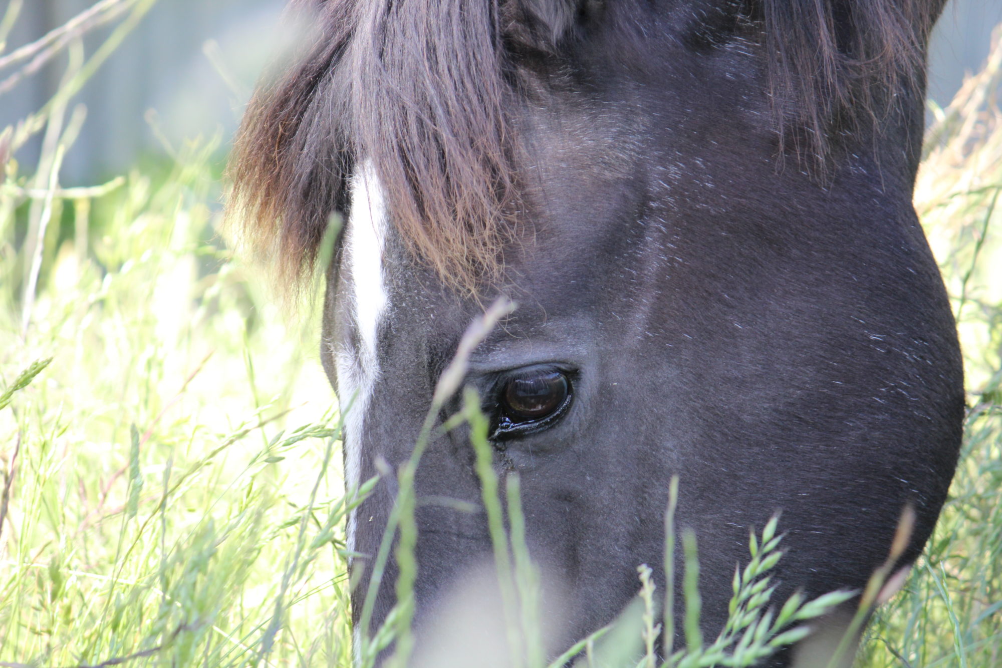 Rye Grass Staggers Vet Services Equine