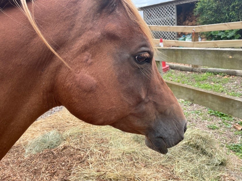 Bee Stings and Horses Vet Services Equine