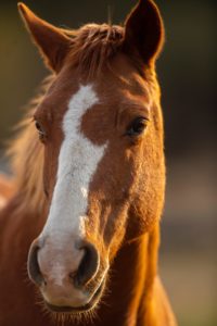 brown and white horse head