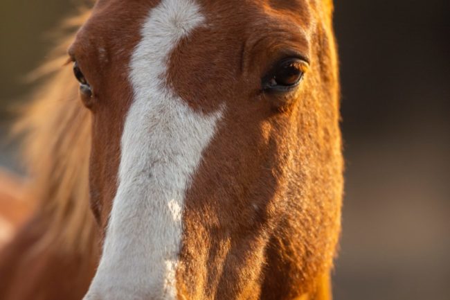 brown and white horse head