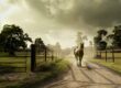 horse on dirt road by fences at daytime