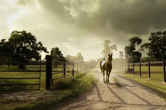 Photo by Jacob Jolibois horse on dirt road by fences at daytime