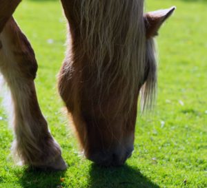 brown horse on green grass field during daytime