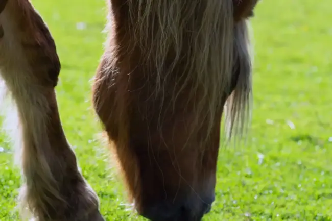 brown horse on green grass field during daytime