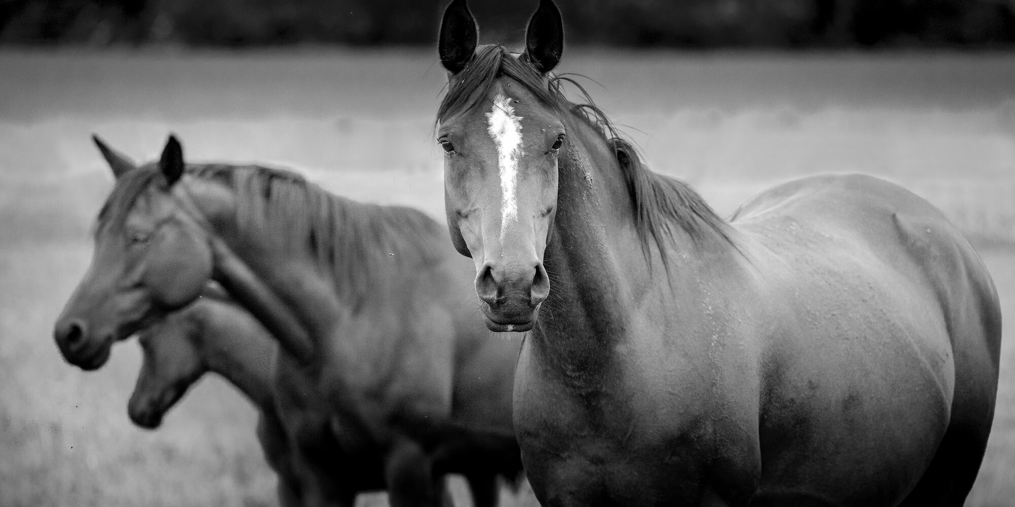 grayscale photo of horse running on field