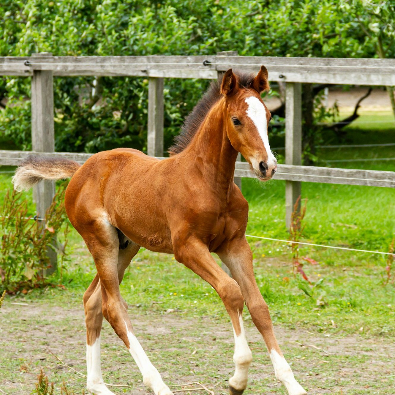 brown horse